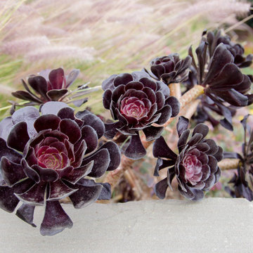 Returning to the Kensington Entry Garden