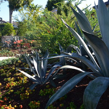 2018 Front Yard