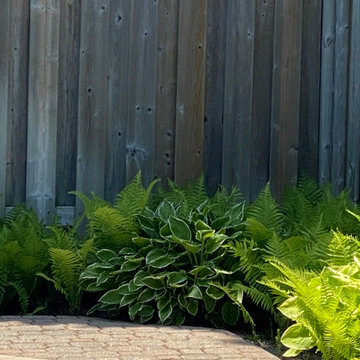 Ferns & Hostas Perfect Match!