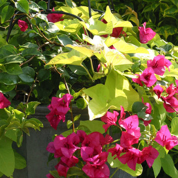 Miscellaneous Gardens and Pretty Things