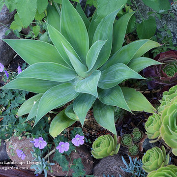 Sustainable Landscape Sanctuary in Northern California