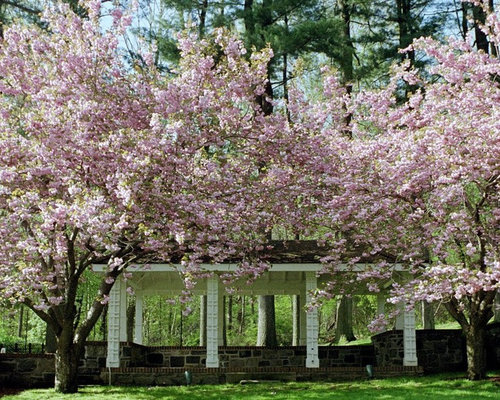 Front Yard Trees | Houzz