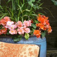 Flowers/landscape