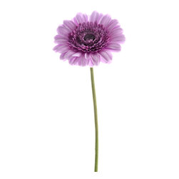 Gerbera Lilac - Products