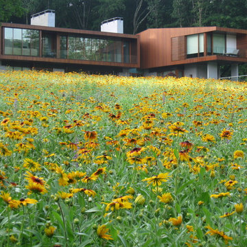 Landscape Field of Flowers in Litchfield County Connecticut