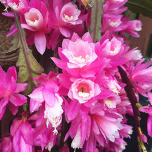 Schlumbergera