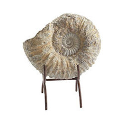 Fossil Study - New - Home Decor