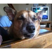 Dexter D'Dog's photo