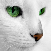 kitty bakke's photo