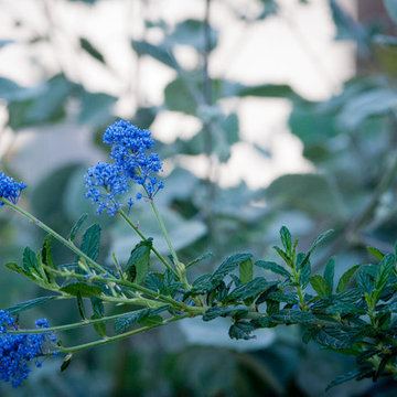 California Lilac