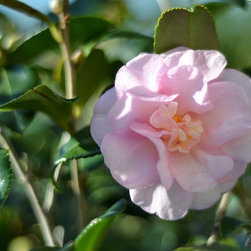 Current Featured Plants - Products