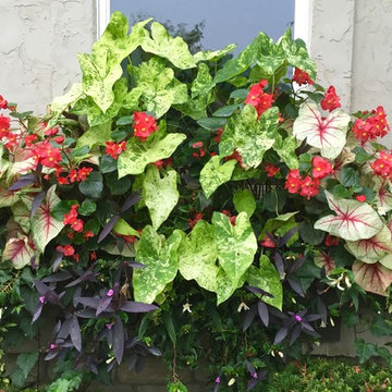 Window box arrangement after 3 months