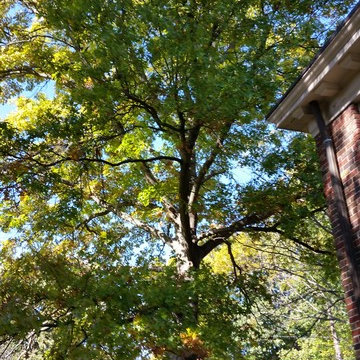 Tree Trimming & Removal