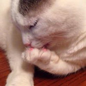 Jean Shea's photo