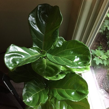 10/2/15 Fiddle Leaf Fig
