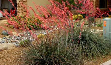 Great Design Plant: Red Yucca Spikes Dry Spots With Color