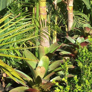Coxs bay tropical garden