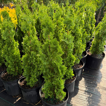 Degroot's Arbrovitae
