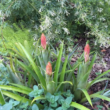 oregano and bromeliads!