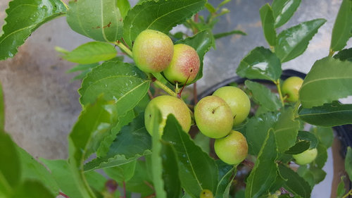 Jujube Are Looking Good This Year Jujube Are Looking Good This Year
