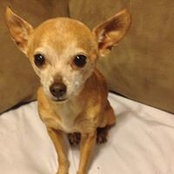 Christine Corcoran's photo
