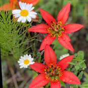 Tara Culbert-Castelo's photo