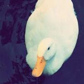 Foto von TUi Nui