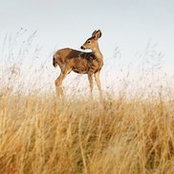 liu lian's photo