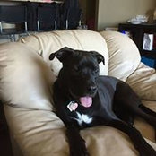 Chris Sortino's photo