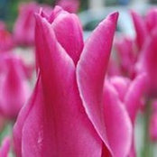 Amy Mugherini's photo