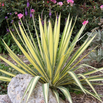 Color Guard Yucca
