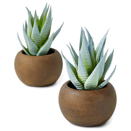 Haworthia Zebra In Brown Pot, 3.5"x6.25" , Set of 2