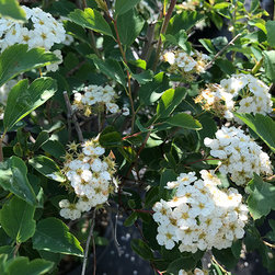 Current Featured Plants - Products