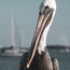 Bob The Pelican 3 Colorized Coastal Bird Wildlife Photo Unframed Wall Art Print