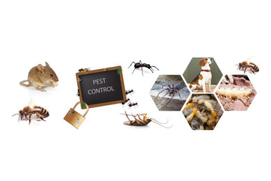 Commercial Pest Control Adelaide