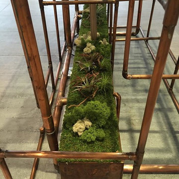 Moss and Air Plants