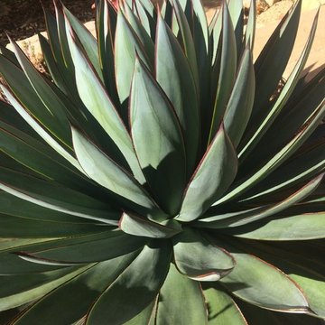 Succulent Garden