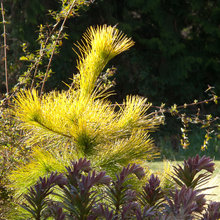 Foliage