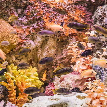Aquariums
