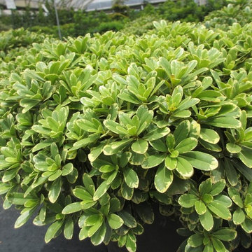 'Mojo' Pittosporum