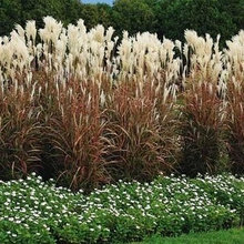 Plant ideas