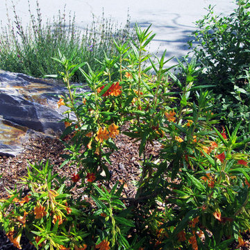 Shank Residence - Front Yard - Almaden, San Jose, California
