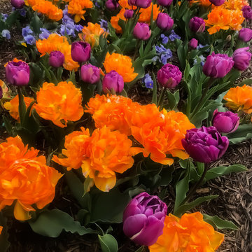 Flair Tulips