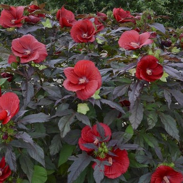 Hibiscus 'Midnight Marvel'