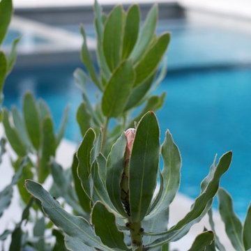 Native South African Protea adds soft whimsy