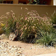 Backyard tall grass