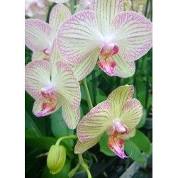 orchids - Products