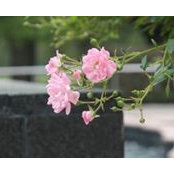 Angela Raymer's photo