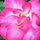 ana_lado89