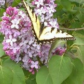 Debbie Halls billede